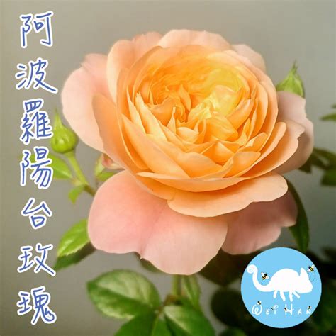 阿波羅陽台玫瑰|阿波羅陽台玫瑰－盆栽 園藝 花圃 苗盆植株10